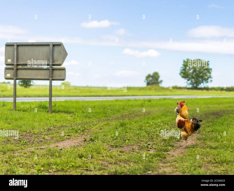 Een Geleid Kijkje naar het Populaire Online Gokspel Chicken Road, chicken road gokkast